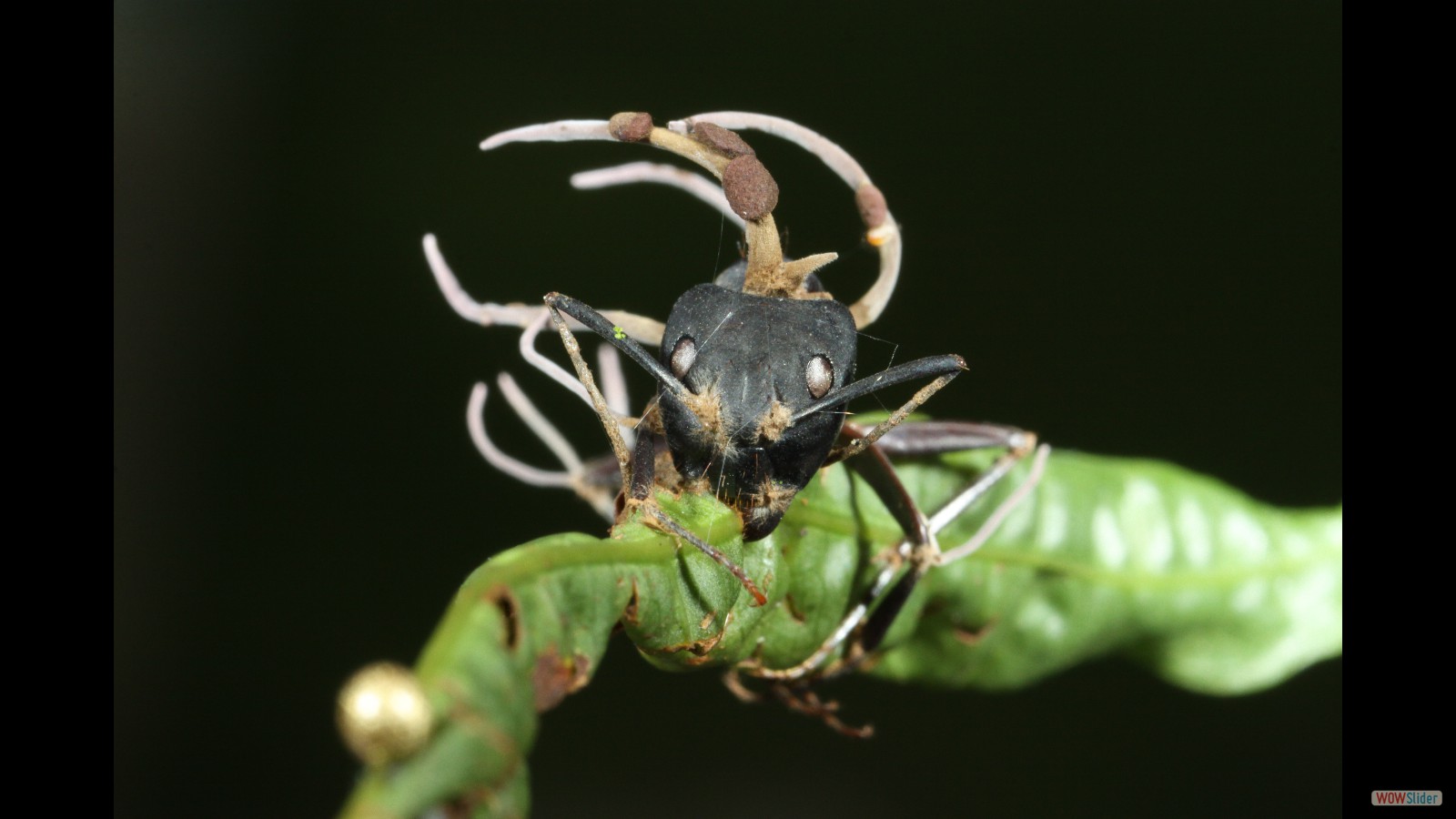 A carpenter ant killed by the Ophiocordyceps fungus.