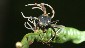 A carpenter ant killed by the Ophiocordyceps fungus.